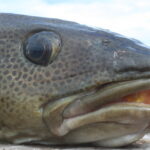 Thumbnail Preview