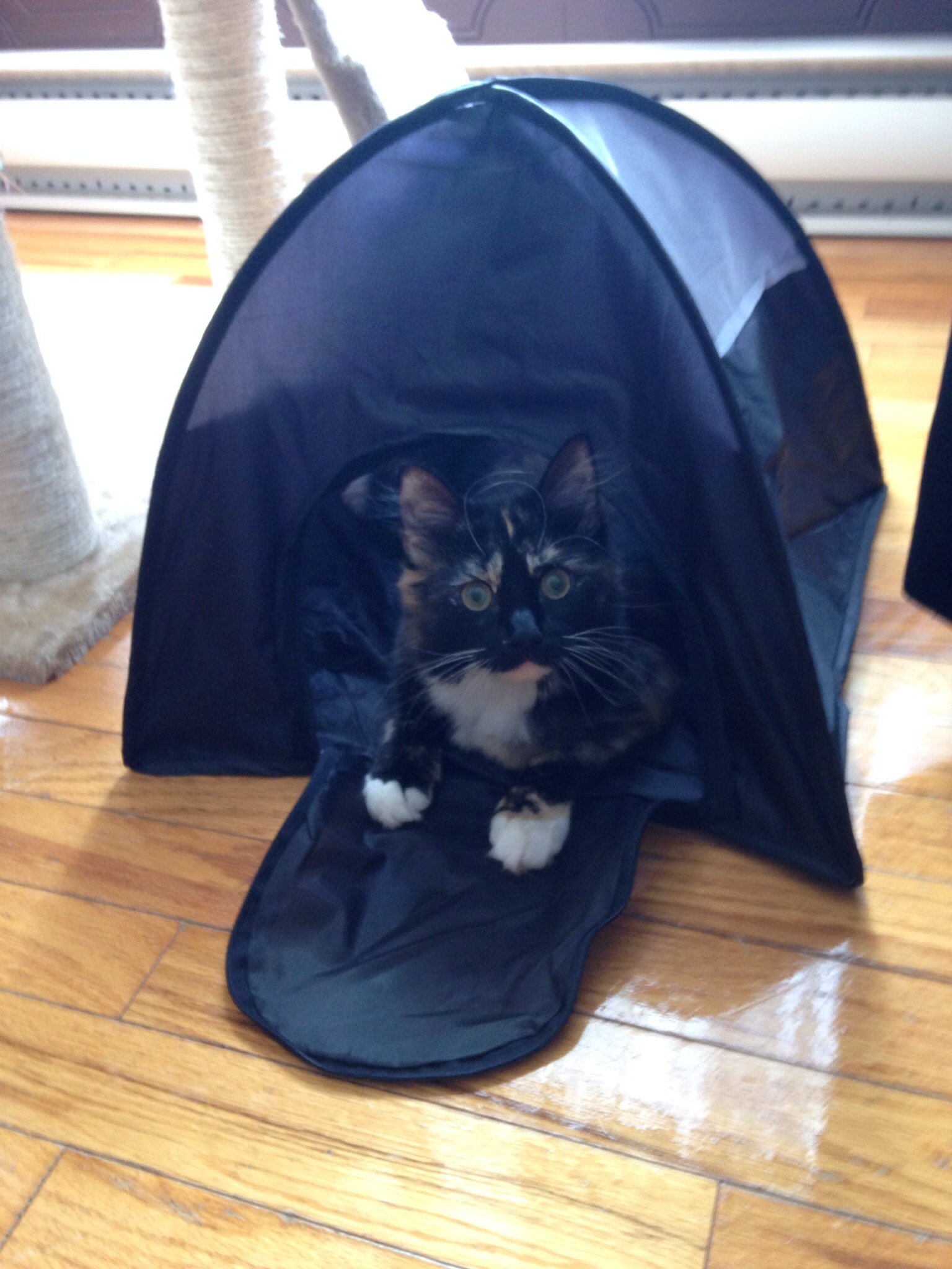 Main Gallery Display