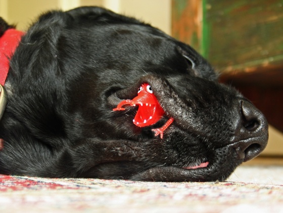 Main Gallery Display