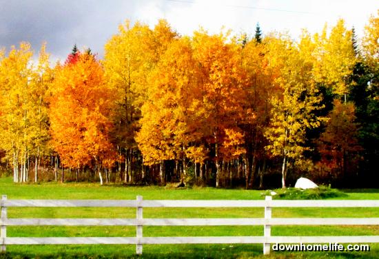 Main Gallery Display