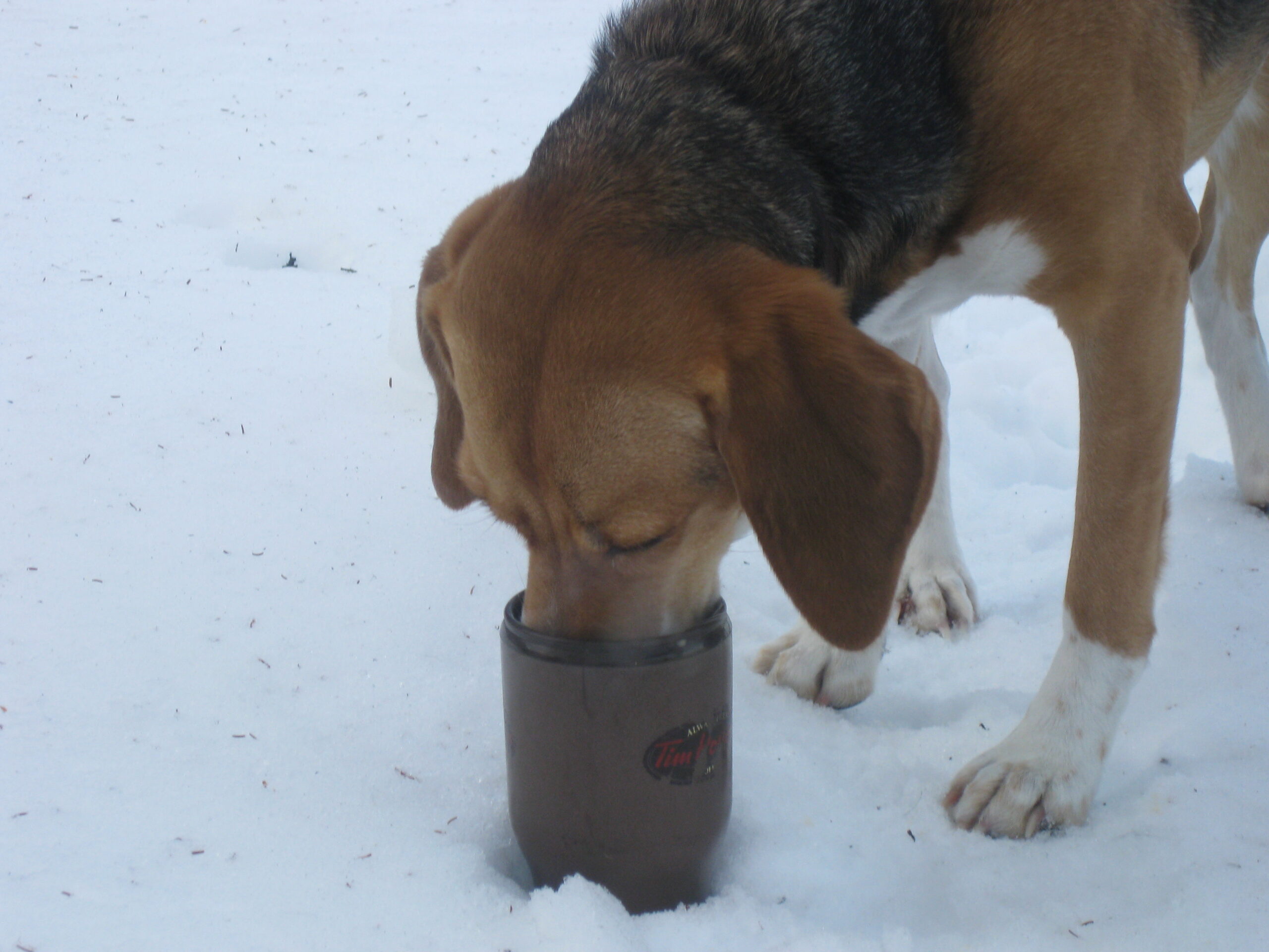 Main Gallery Display