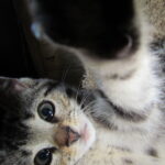Thumbnail Preview