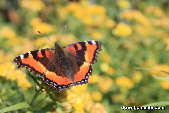 Main Gallery Display