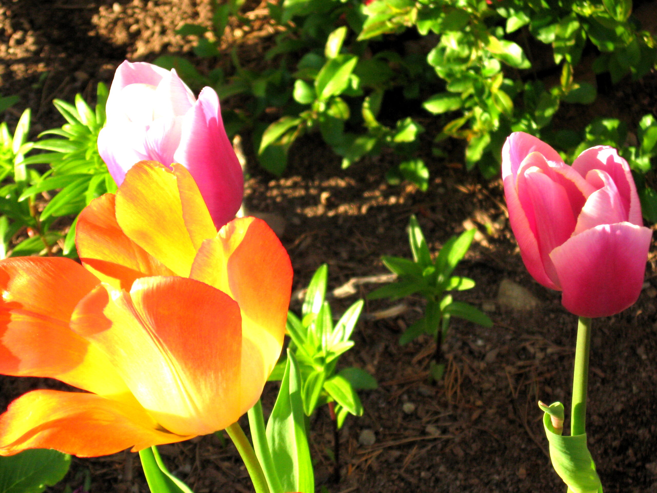 Main Gallery Display