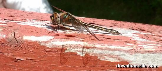 Main Gallery Display