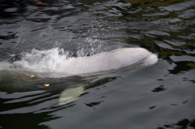 Main Gallery Display