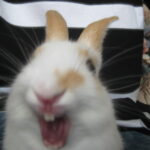 Thumbnail Preview