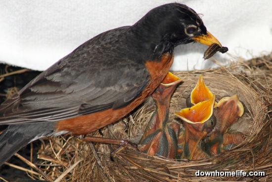 Mother Robin Feeding Her Babies - Downhome Magazine