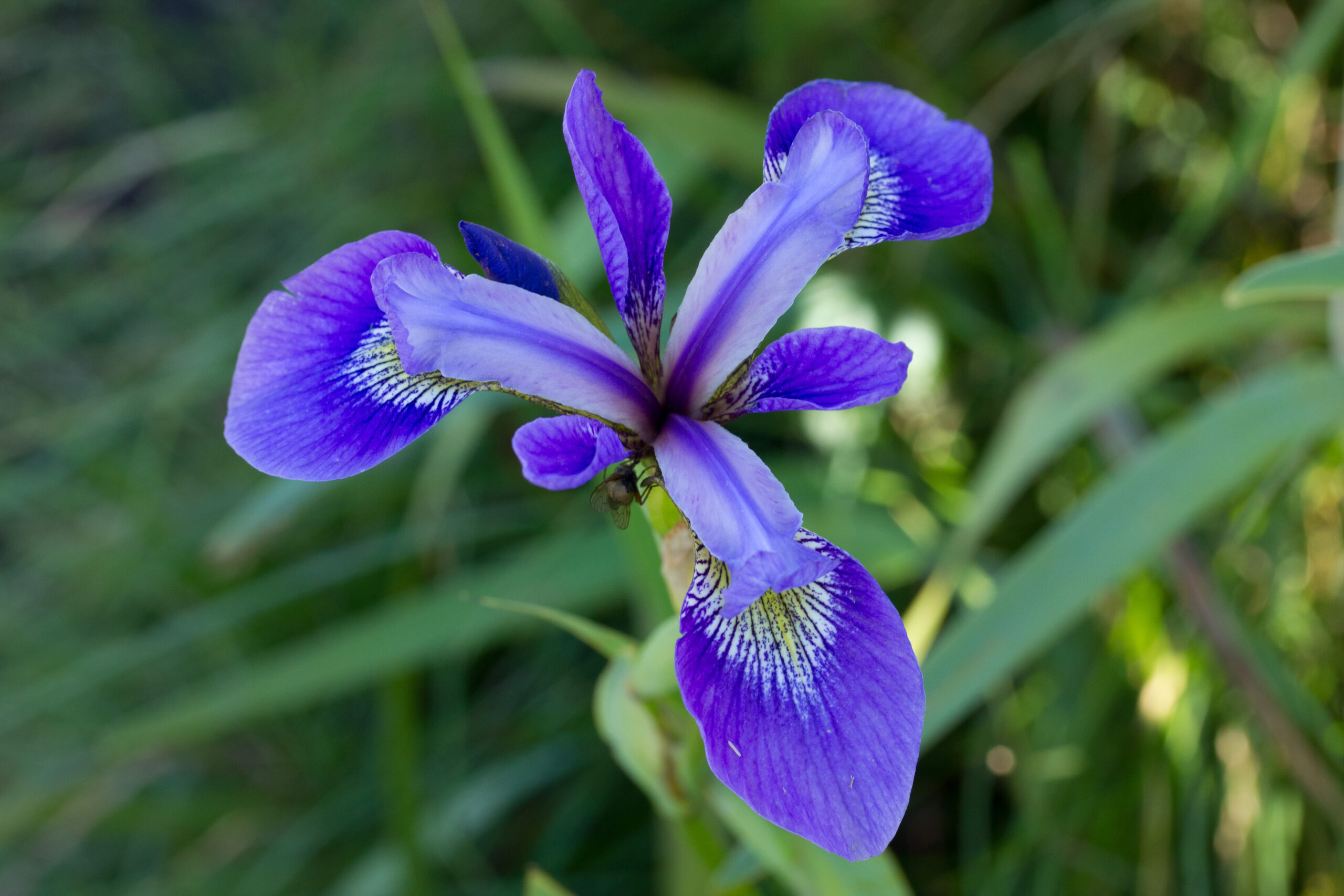 Wild Iris - Downhome Magazine