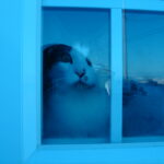 Thumbnail Preview