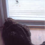 Thumbnail Preview