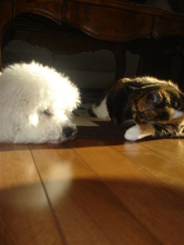 Main Gallery Display