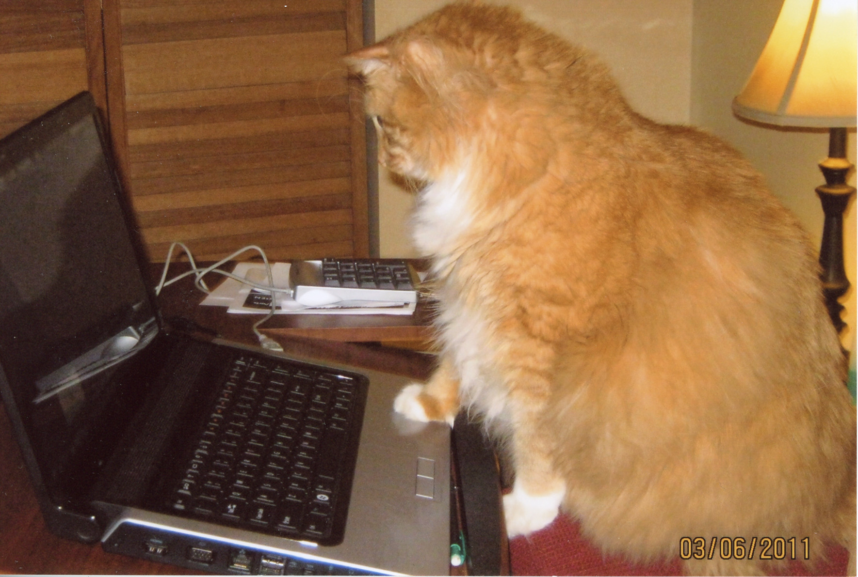 Main Gallery Display