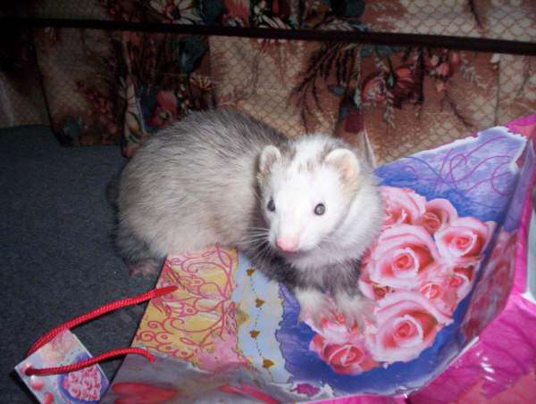 Main Gallery Display