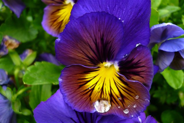 Pansy in the Rain - Downhome Magazine