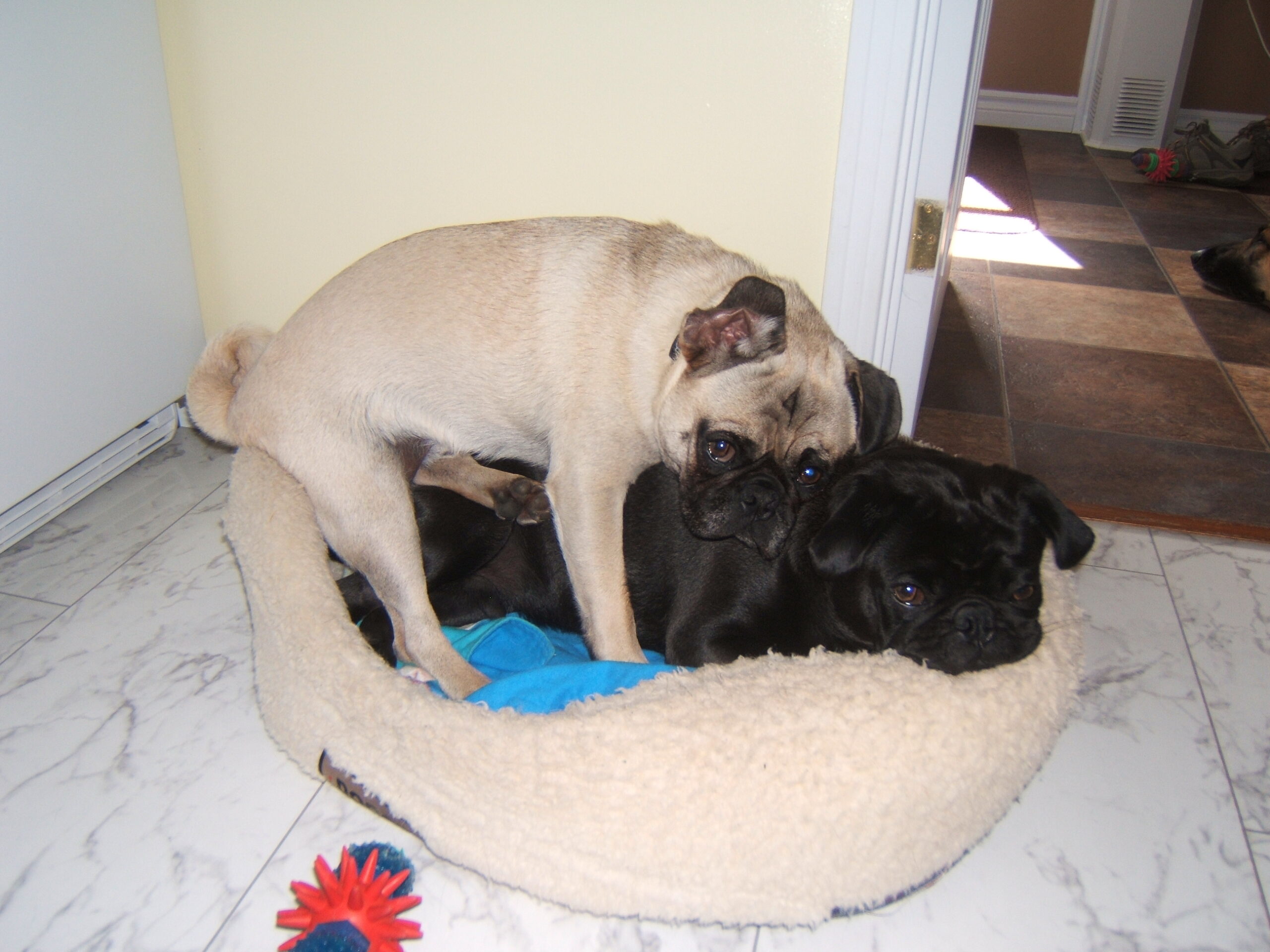 Loves to Cuddle - Downhome Magazine