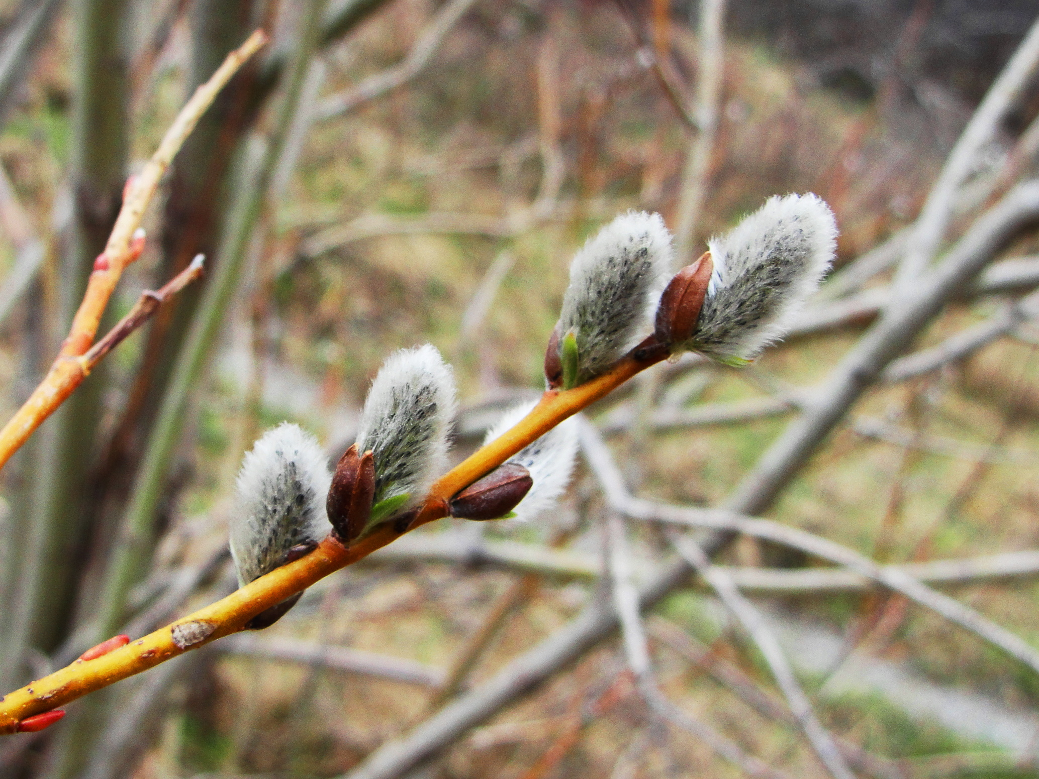 Main Gallery Display