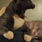 Thumbnail Preview