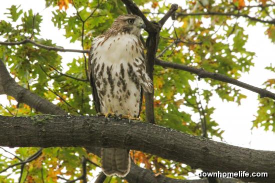 Red Tailed Hawk - Downhome Magazine