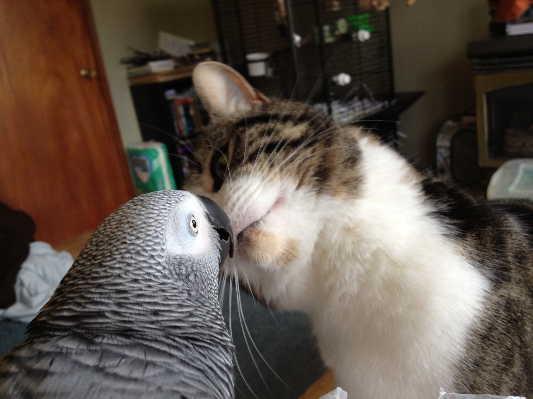 Main Gallery Display