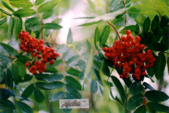 Main Gallery Display