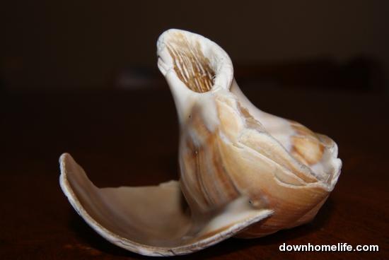 Dull Shell Shell - Downhome Magazine