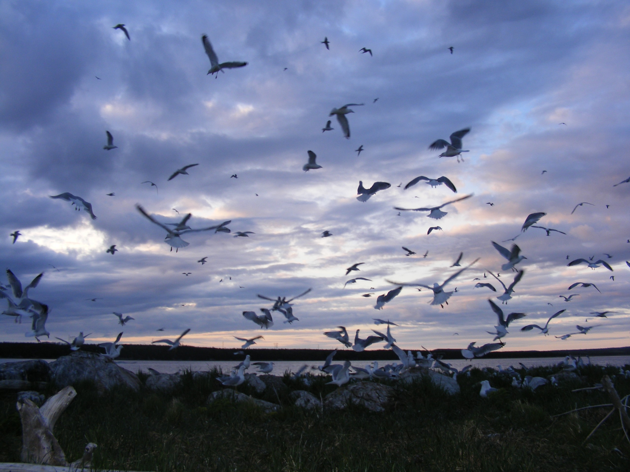 Main Gallery Display