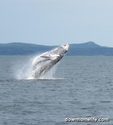 Main Gallery Display