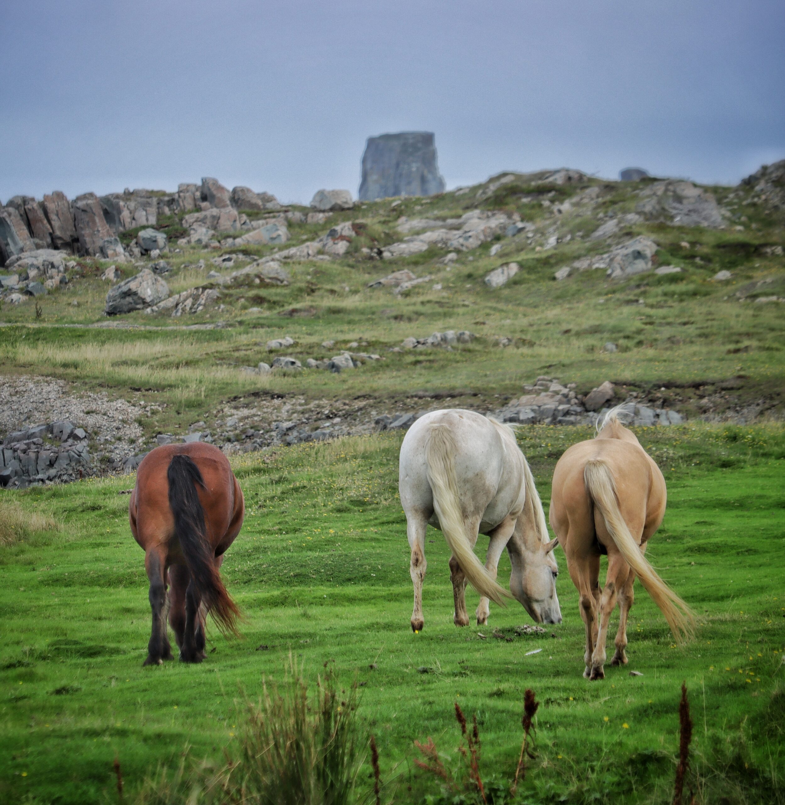 Tails Synchronized to the right. - Downhome Magazine