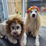 Thumbnail Preview