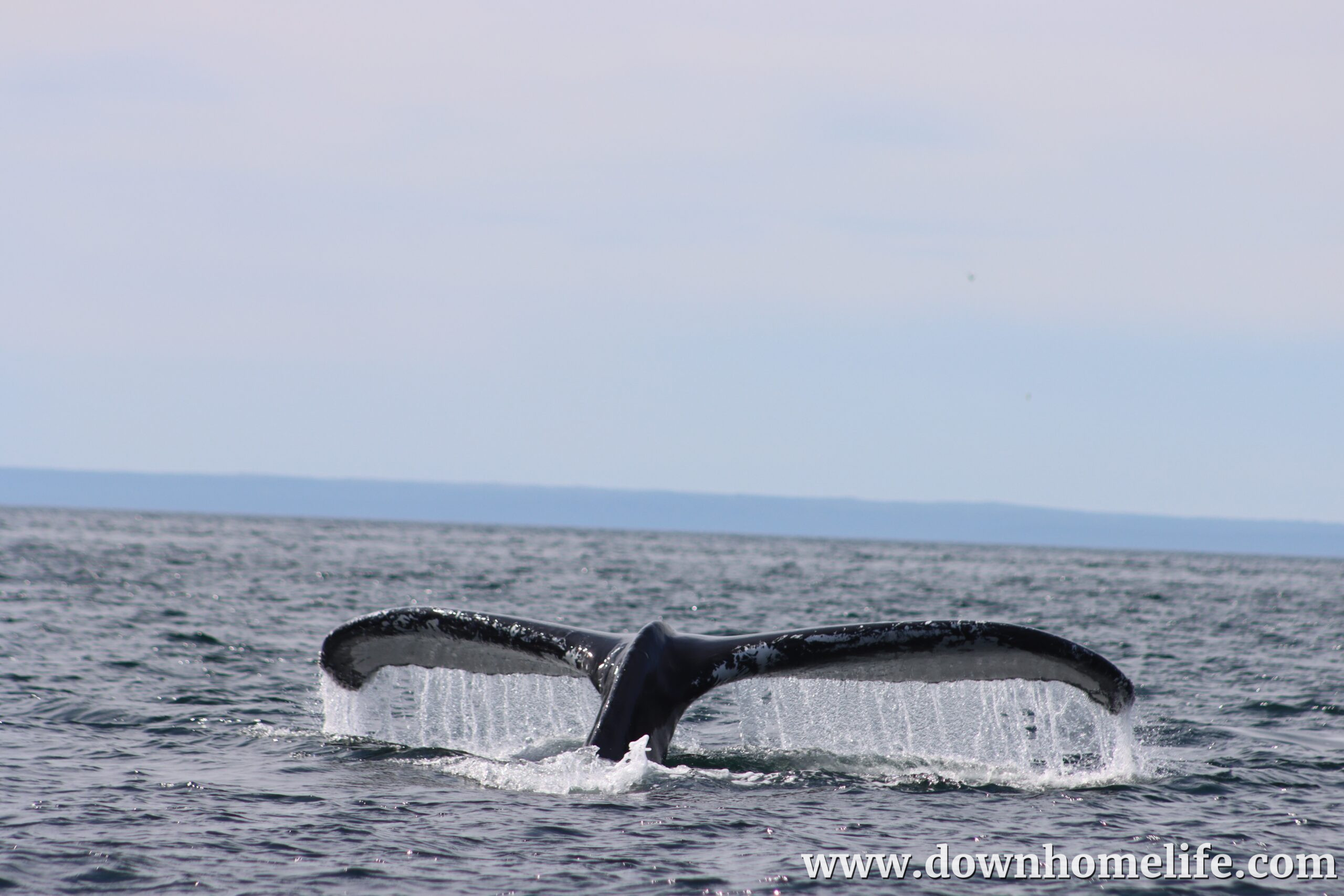Main Gallery Display
