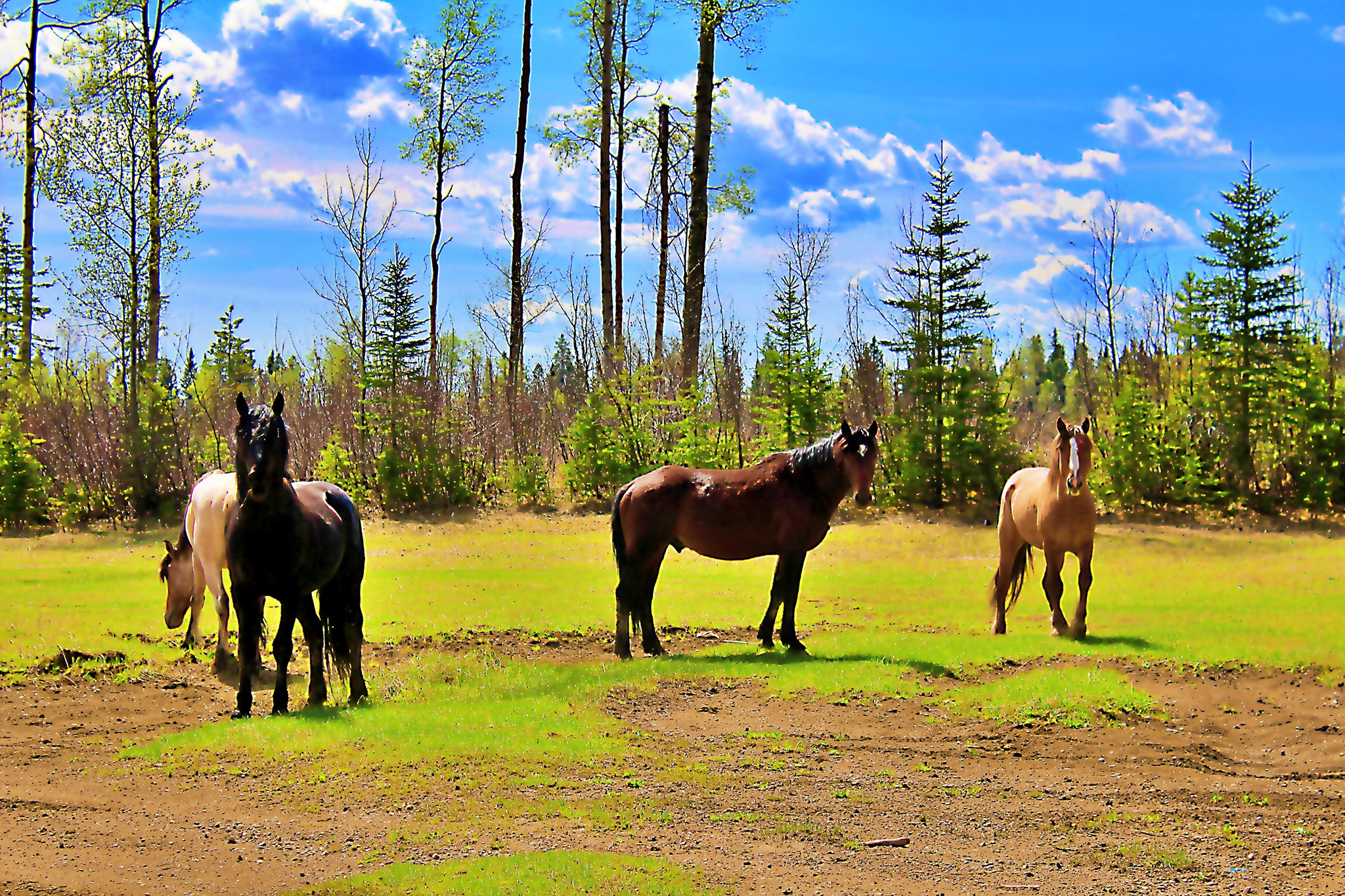 Main Gallery Display