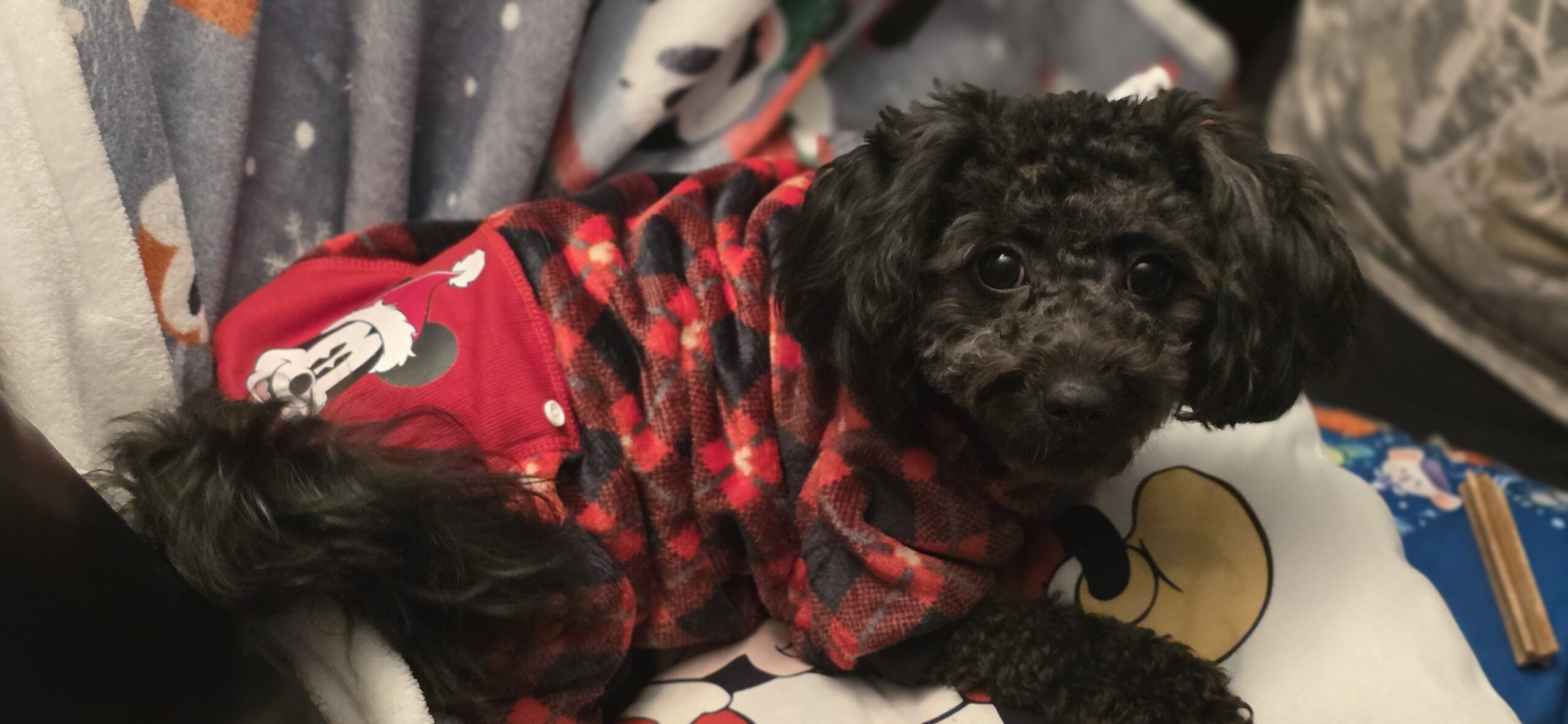 Main Gallery Display