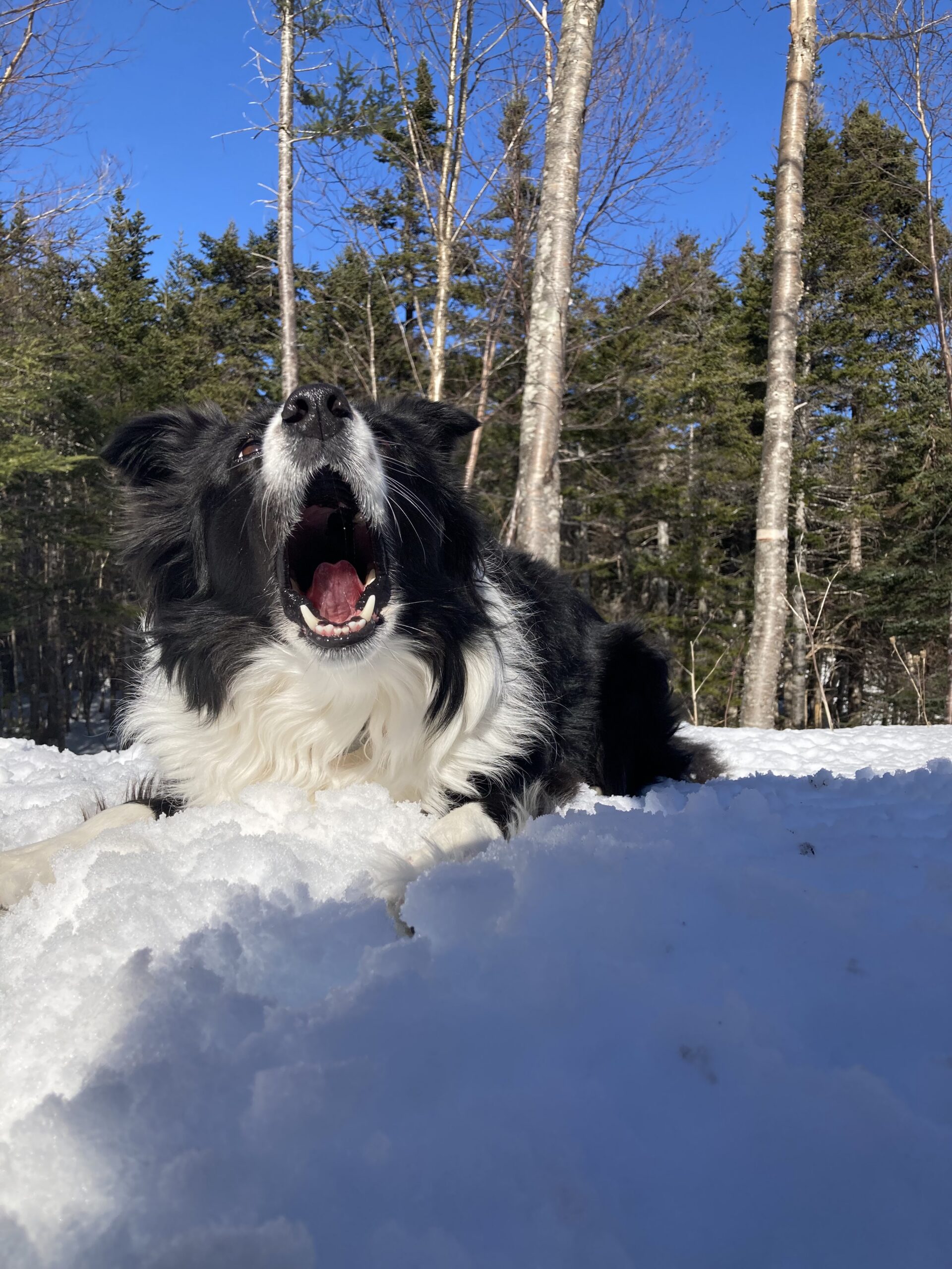 Main Gallery Display
