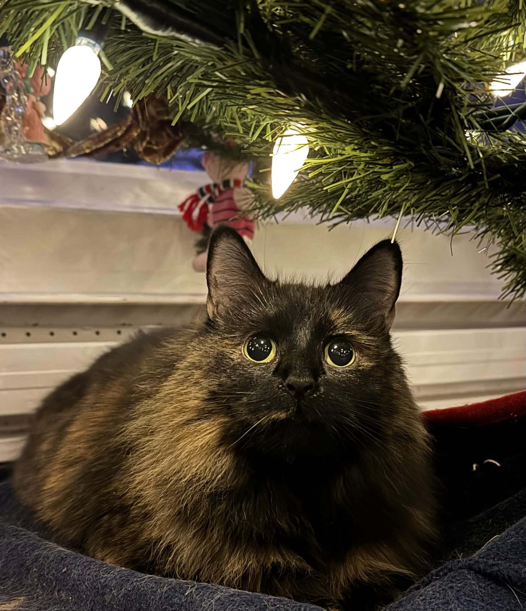 Main Gallery Display