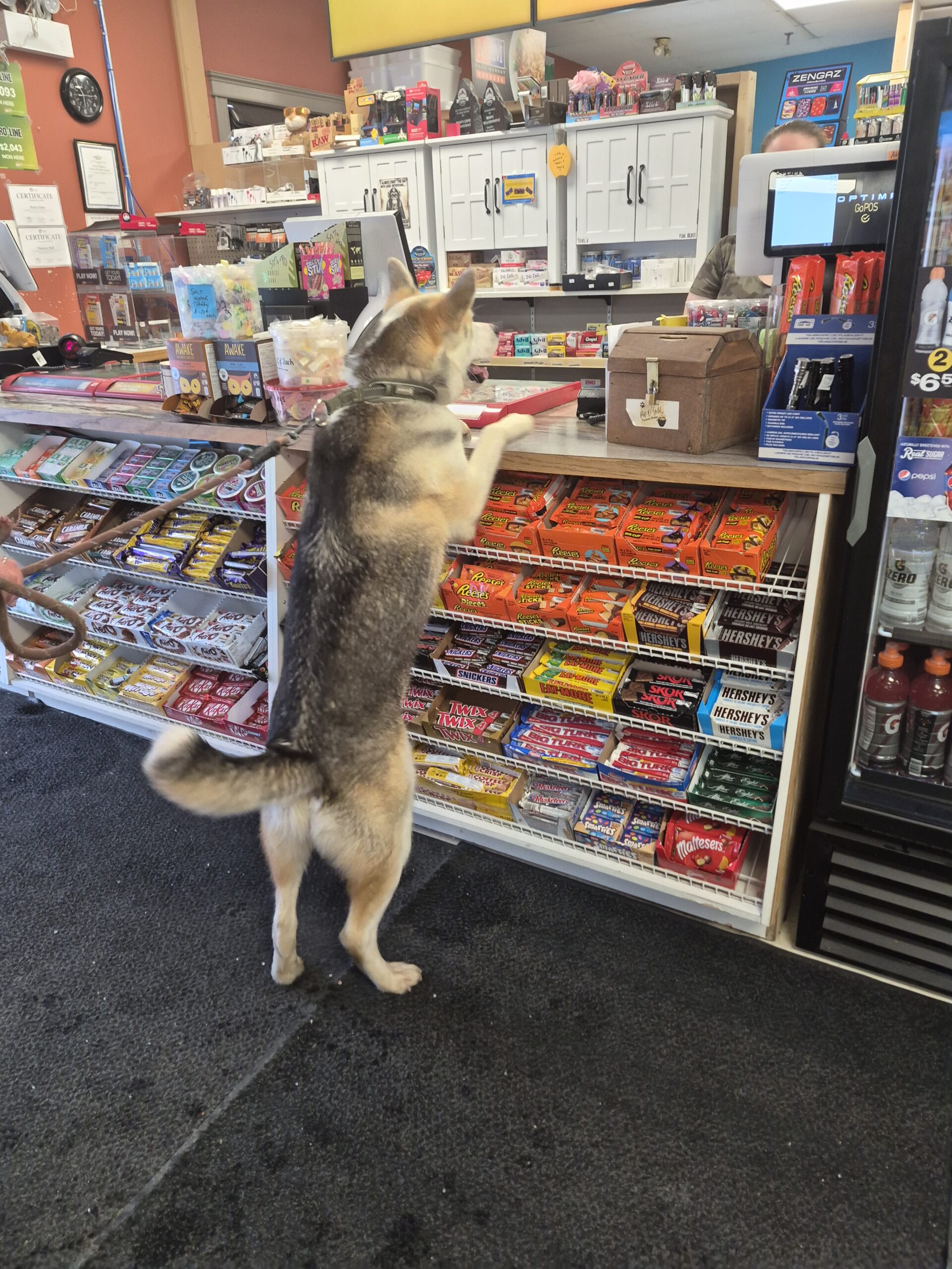 Main Gallery Display