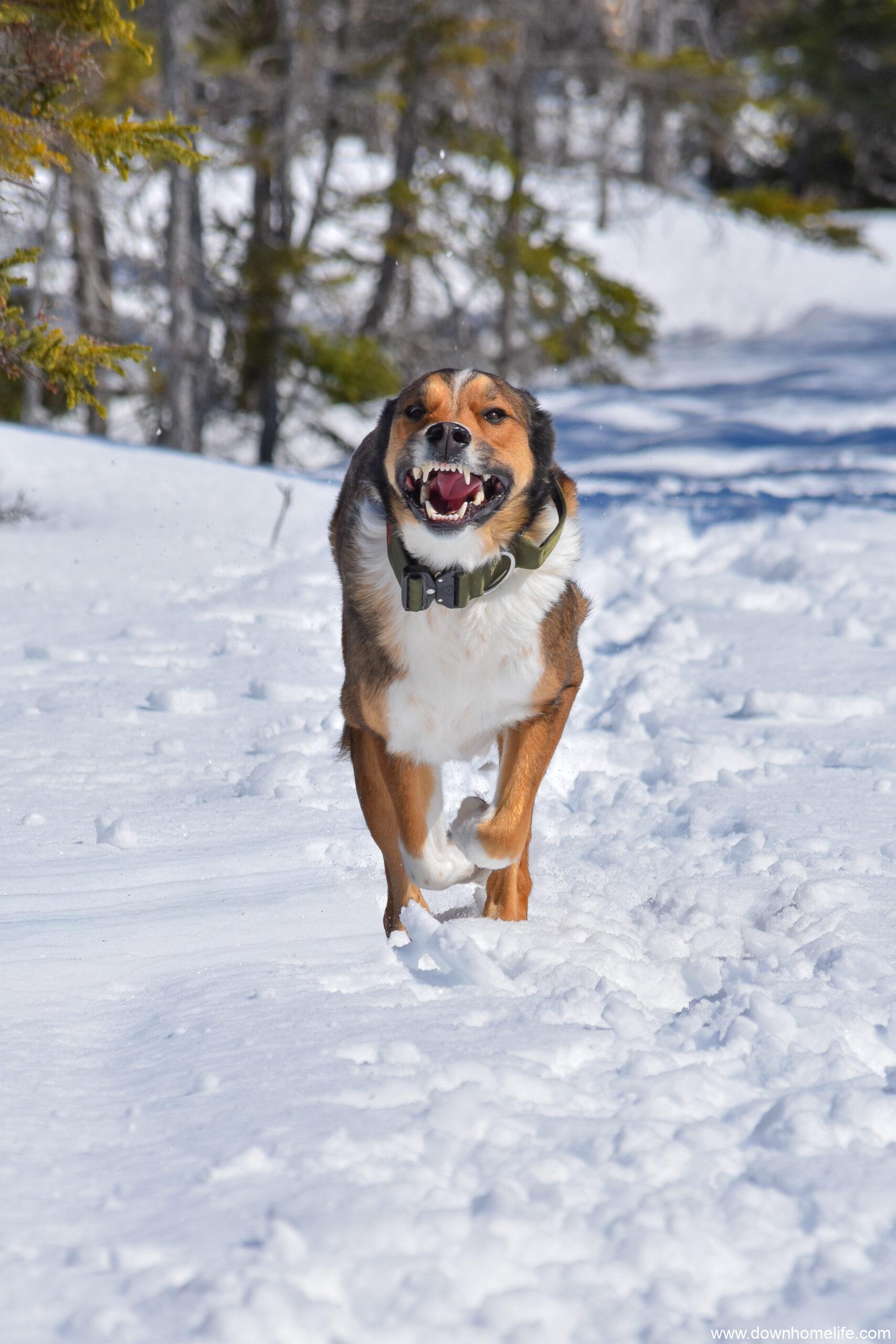 Kippens Ridge Winters not over yet! - Downhome Magazine