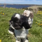 Thumbnail Preview